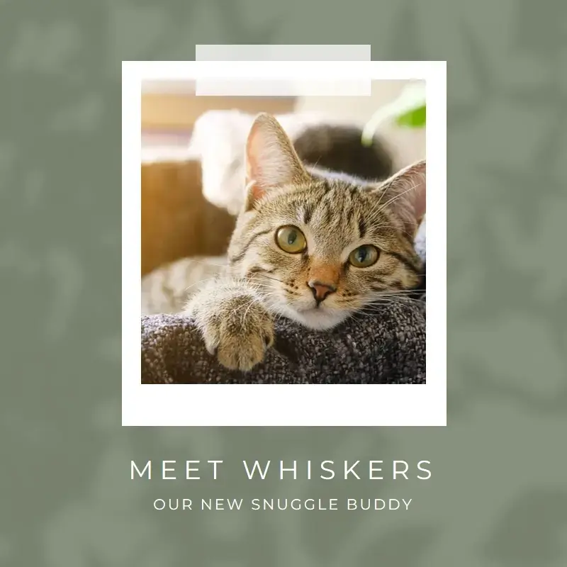 The Purr-fect Introduction template