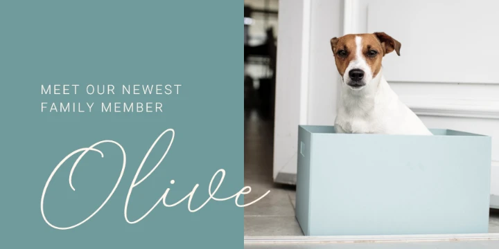 Family dog blue modern-simple