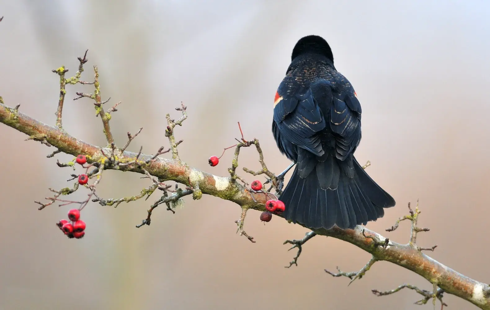 Photographie d’un oiseau assis sur une branche avec l’oiseau positionné dans la partie droite du cadre.