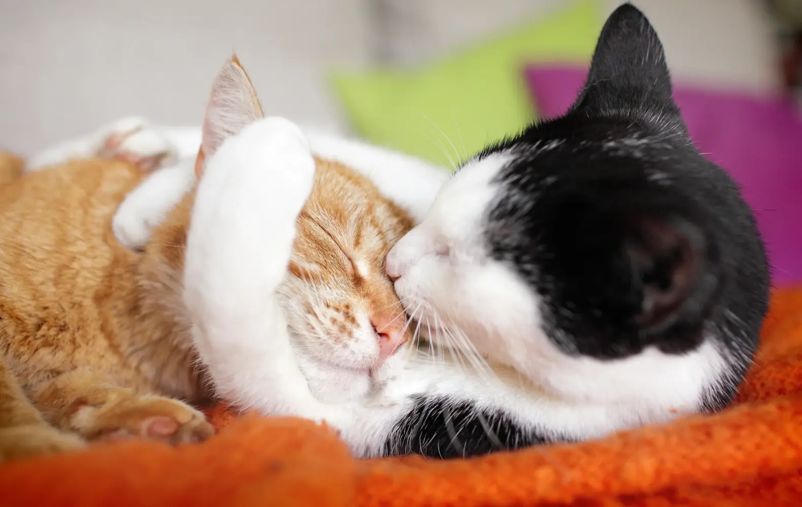 (You guessed it!) An orange cat and a black-and-white cat snuggle together on a soft blanket, the black-and-white cat nuzzling the orange cat’s face.