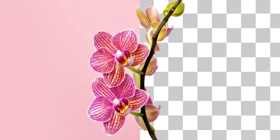 flower background removal